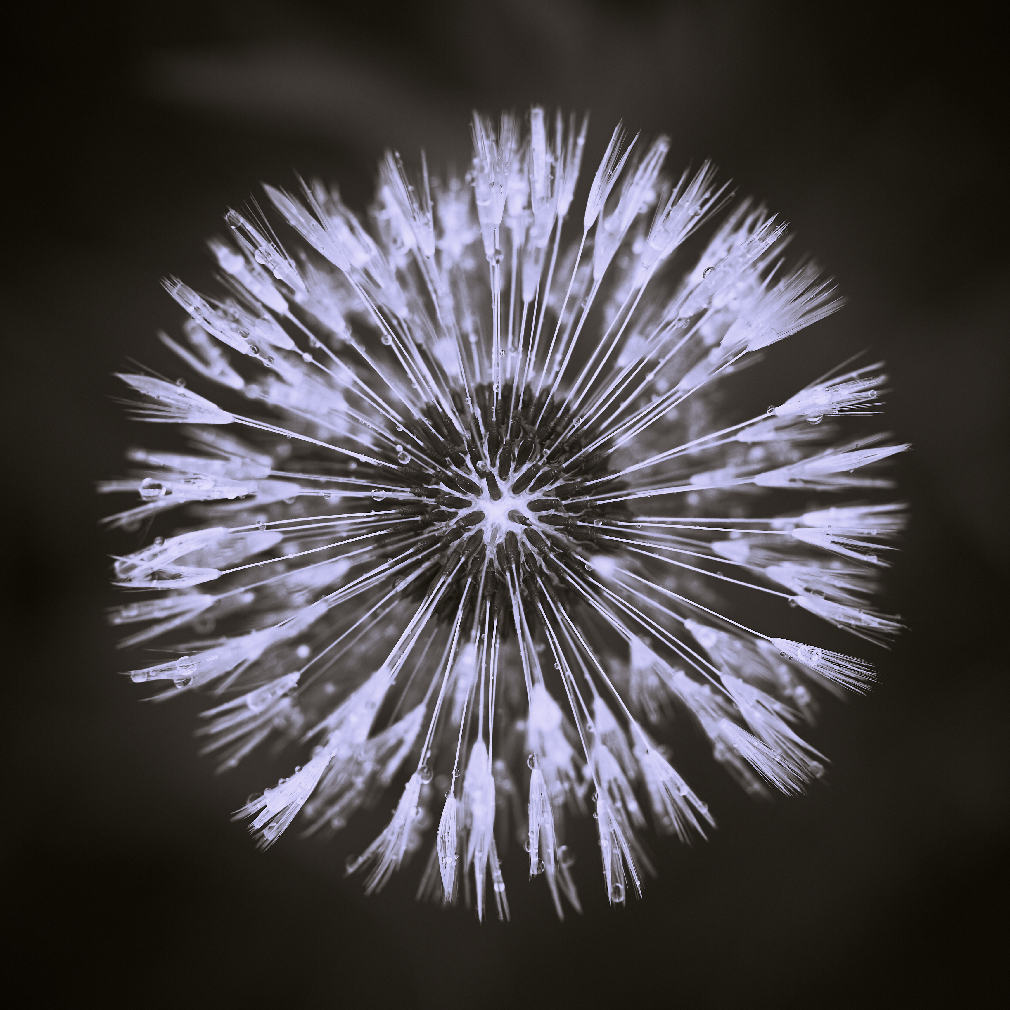 Dandelion-SW-1