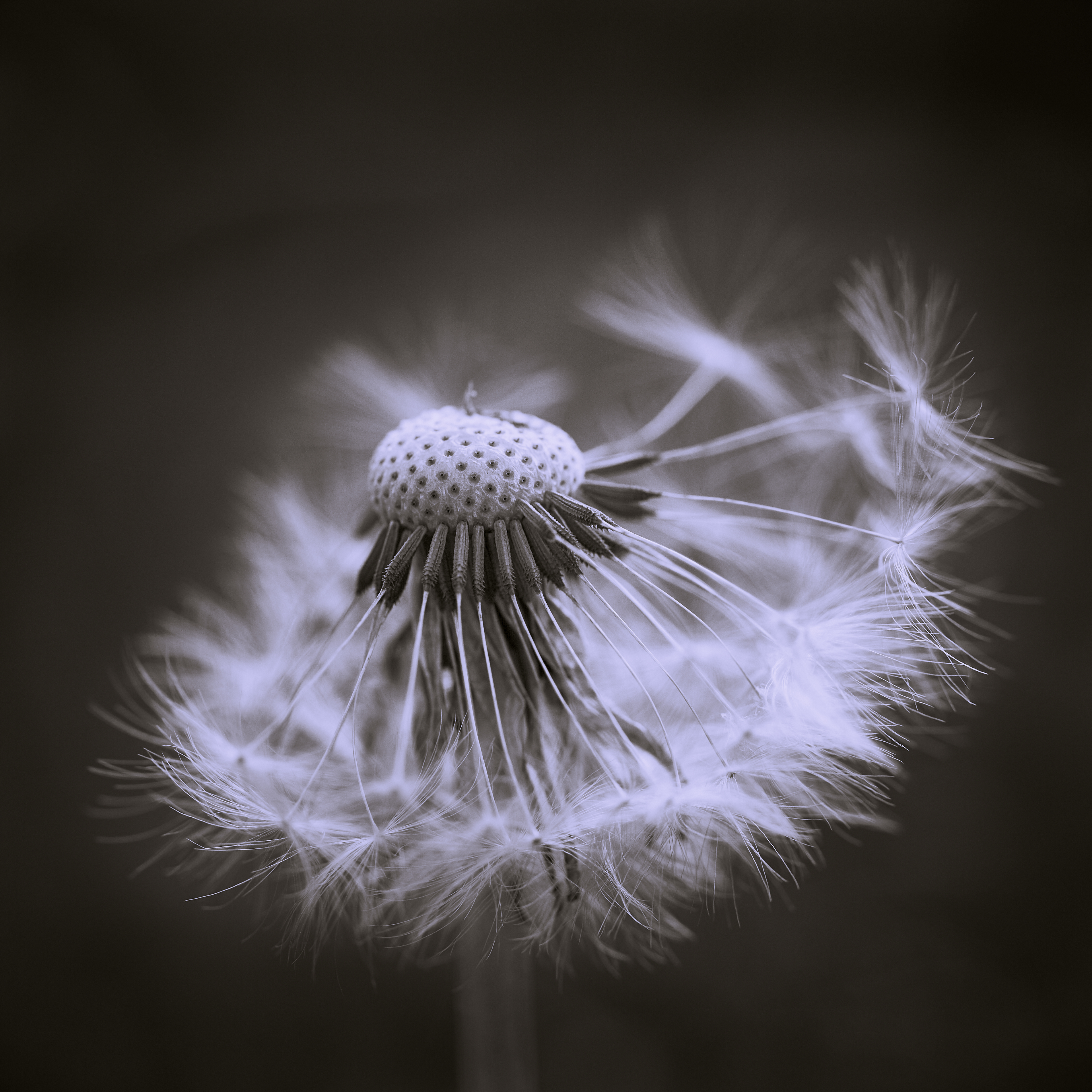 Dandelion-SW-2