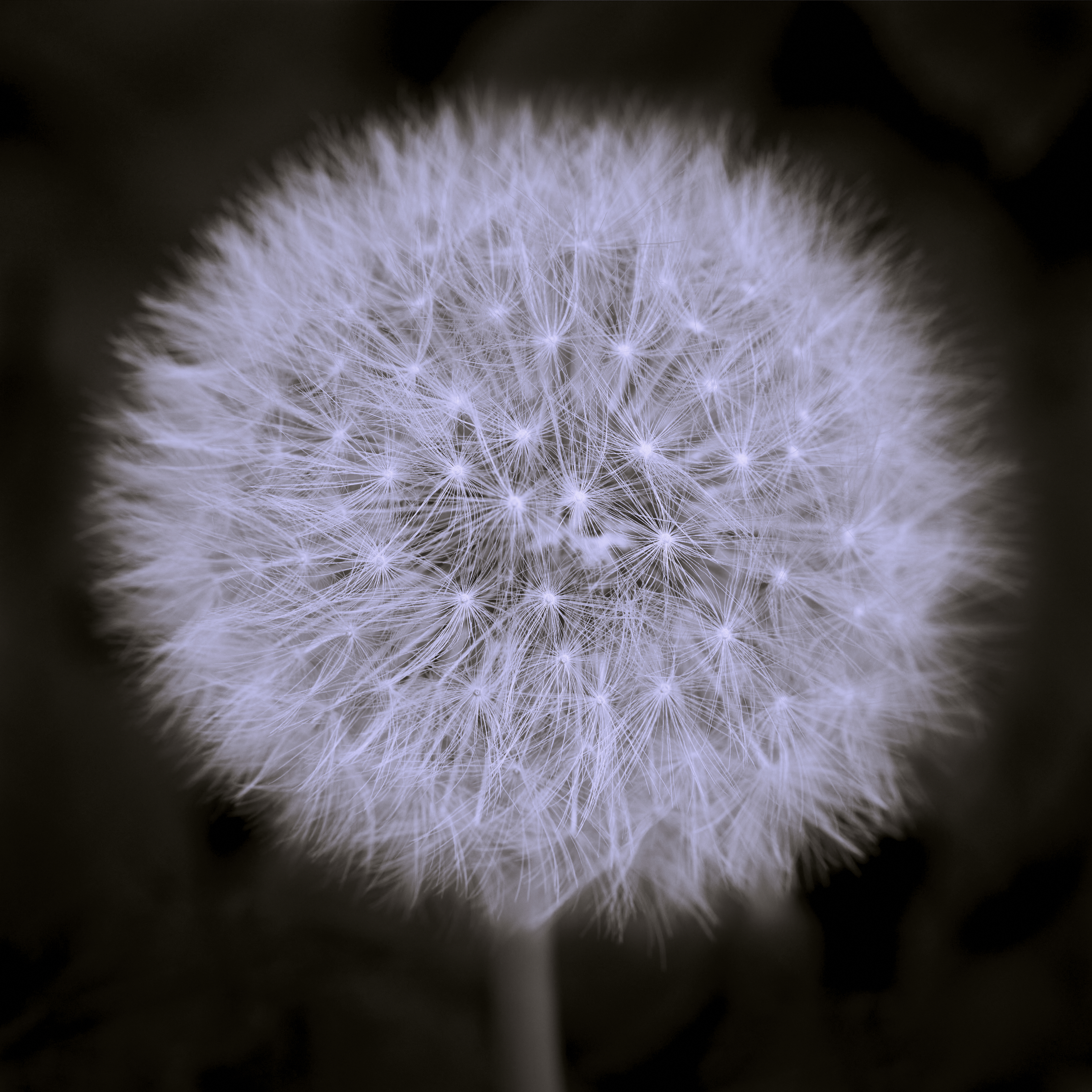 Dandelion-SW-3