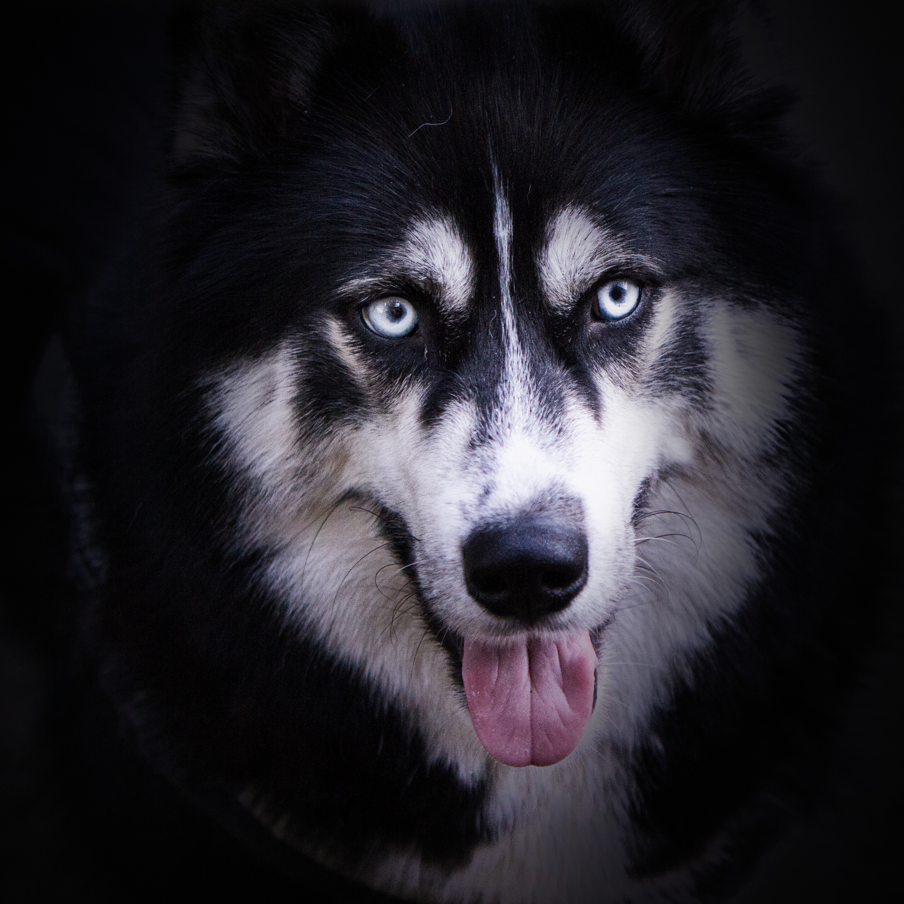 Husky